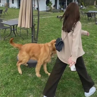 奇舞飞扬